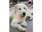 Adopt Bruno a Great Pyrenees