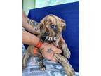 Adopt Ares a Pit Bull Terrier