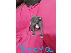 Adopt Freya a Pit Bull Terrier