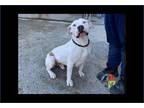 Adopt CHINO a White American Staffordshire Terrier / Mixed dog in Albuquerque