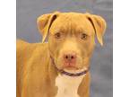 Adopt Aubrey a Red/Golden/Orange/Chestnut American Pit Bull Terrier / Mixed dog