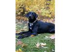 Adopt Finley a Black - with White Labrador Retriever / Mixed dog in Ionia