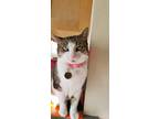 Adopt Cristabelle a White (Mostly) American Shorthair / Mixed (short coat) cat