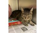 Adopt 2112-0249 Sophie a Brown Tabby Domestic Shorthair / Mixed (short coat) cat