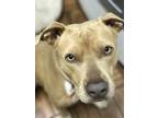 Adopt Dixie a Tan/Yellow/Fawn - with White American Pit Bull Terrier / Mixed dog