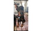Adopt Deliaha a Black - with Tan, Yellow or Fawn Doberman Pinscher dog in