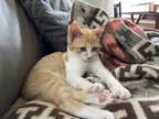 Adopt Gogu a Orange or Red Tabby Domestic Shorthair / Mixed (short coat) cat in