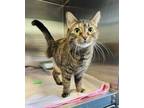 Adopt BISCUIT a Tortoiseshell Domestic Shorthair / Mixed (short coat) cat in