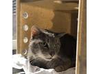 Adopt FRANK a Gray or Blue Domestic Shorthair / Mixed (short coat) cat in San
