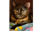 Adopt Snakes a All Black Domestic Shorthair / Domestic Shorthair / Mixed cat in
