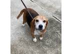 Adopt Eddie a Brown/Chocolate - with White Beagle / Mixed dog in Burgaw