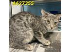 Adopt PICARD a Gray, Blue or Silver Tabby Domestic Shorthair / Mixed (short