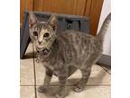 Adopt RIZOLLI a Calico or Dilute Calico Domestic Shorthair / Mixed (short coat)