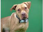 Adopt SCRABBLE a Red/Golden/Orange/Chestnut American Pit Bull Terrier / Labrador