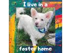 Adopt Sunny a White Jack Russell Terrier / Poodle (Miniature) / Mixed dog in