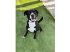 Adopt HERCULES a Black - with White American Staffordshire Terrier / Mixed dog