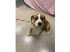 Adopt BENJI a Brown/Chocolate - with White Boxer / American Pit Bull Terrier /