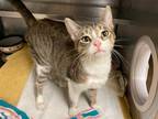 Adopt MUNECA a Brown Tabby Domestic Shorthair / Mixed (short coat) cat in Fort