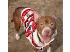 Adopt Johnny Depp a Brown/Chocolate American Pit Bull Terrier / Mixed dog in