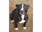 Adopt Gal Gadot a Black American Pit Bull Terrier / Mixed dog in Monks Corner