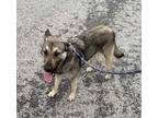 Adopt Freya a Gray/Blue/Silver/Salt & Pepper Shepherd (Unknown Type) / Mixed dog