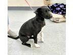 Adopt Dumplin a Black Retriever (Unknown Type) / Mixed dog in Livingston