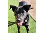 Adopt Velma a Black Labrador Retriever / Mixed dog in Rio Rancho, NM (33248014)