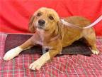 Adopt Miss Harper a Red/Golden/Orange/Chestnut Golden Retriever / Mixed dog in