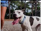 Adopt Ash a White - with Gray or Silver Italian Greyhound / American Pit Bull
