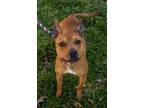 Adopt Foxtrot a Tan/Yellow/Fawn American Pit Bull Terrier / Mixed dog in
