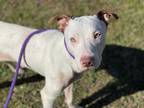 Adopt NEMO a White - with Brown or Chocolate American Pit Bull Terrier / Mixed