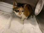Adopt PEACH a Calico or Dilute Calico Domestic Shorthair / Mixed (short coat)