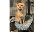 Adopt Benson a Cream or Ivory Domestic Shorthair / Mixed cat in Bolton