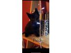 Adopt Puddin a All Black Domestic Shorthair / Mixed cat in Petersburg