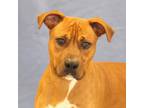 Adopt Boston a Tan/Yellow/Fawn American Pit Bull Terrier / Mixed dog in Bristol