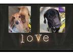 Adopt Ma a Tan/Yellow/Fawn Dachshund / Mixed dog in Blair, WI (33644456)