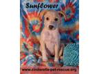 Adopt Sunflower a Terrier (Unknown Type, Medium) dog in Mission, TX (33643395)