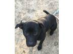 Adopt Oak a Black Jack Russell Terrier / Labrador Retriever / Mixed dog in