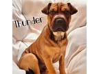 Adopt Thunder a Brown/Chocolate - with Black Pug / Pit Bull Terrier / Mixed dog