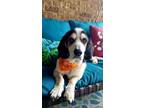 Adopt Cody a Tricolor (Tan/Brown & Black & White) Basset Hound / Mixed Breed