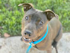 Adopt *ROXY a Brown/Chocolate - with White American Pit Bull Terrier / Mixed dog
