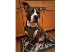 Adopt GILLESPIE a Brown/Chocolate American Pit Bull Terrier / Mixed dog in San