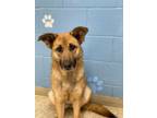 Adopt Mila a Brown/Chocolate German Shepherd Dog / Mixed dog in Columbia City