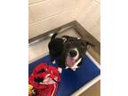 Adopt Monty a Black American Pit Bull Terrier / Mixed dog in Knoxville