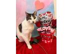 Adopt Love a White Domestic Shorthair / Domestic Shorthair / Mixed cat in