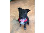 Adopt Rocco a Black - with White Labrador Retriever / Mixed dog in Heber