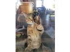 Adopt Paprika a Brown Tabby American Shorthair / Mixed (short coat) cat in