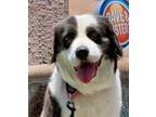 Adopt Kaya a Black American Staffordshire Terrier / Border Collie / Mixed dog in