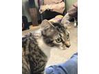 Adopt Ethel a Gray or Blue Domestic Shorthair / Domestic Shorthair / Mixed cat