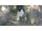 Adopt Dusty a Black & White or Tuxedo Domestic Shorthair (short coat) cat in